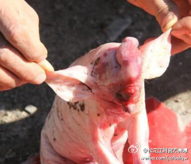 母猪生"象宝宝":生下时活蹦乱跳 仅存活2小时