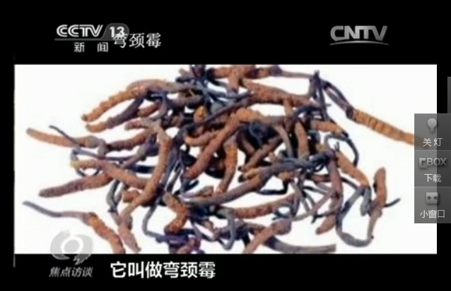 央视揭冬虫夏草市场乱象丛生 天狮等企业被点名