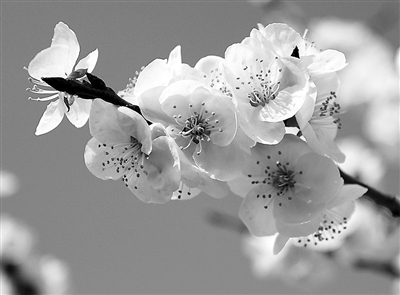 2015清明:寒食已随云影杳 祭祖无妨踏青游