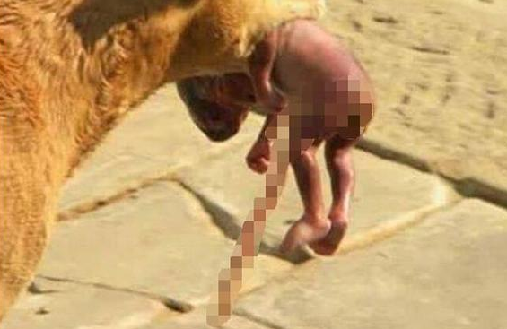流浪狗救弃婴