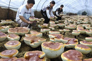 灵芝行业特点