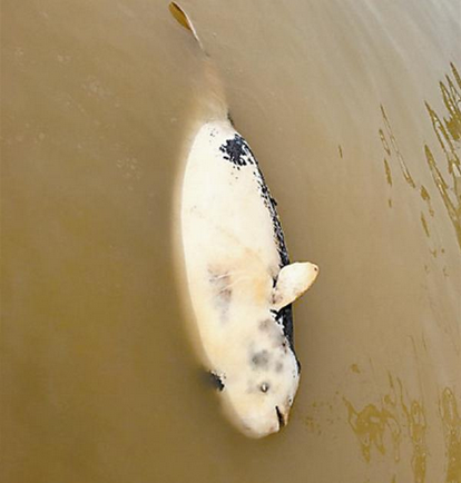鄱阳湖又现死江豚