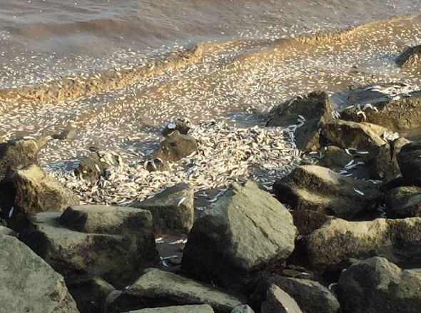 珠海现大量死鱼