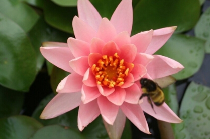 哪些蜂蜜是假蜂蜜?如何鉴别真假蜂蜜?