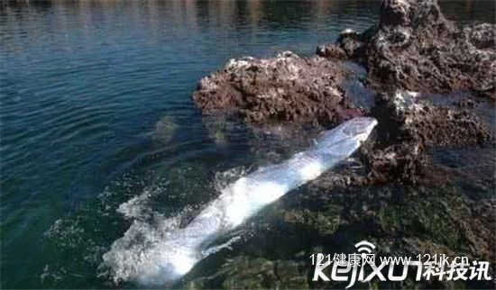 福建出现超大怪鱼 面相凶猛非常骇人