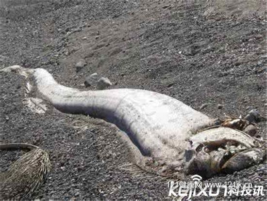 福建出现超大怪鱼 面相凶猛非常骇人