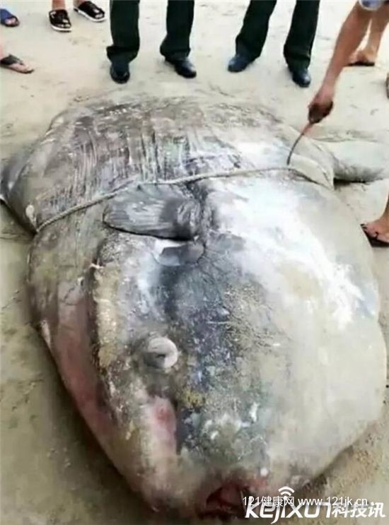 福建出现超大怪鱼 面相凶猛非常骇人