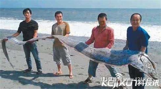 福建出现超大怪鱼 面相凶猛非常骇人