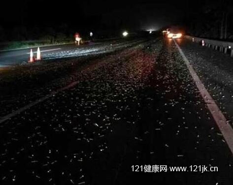 上百辆车高速被铁钉扎爆胎 真相曝光令人愤怒